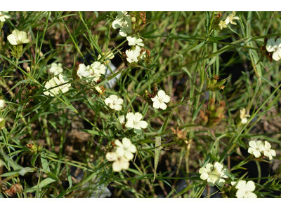 Dianthus knappii