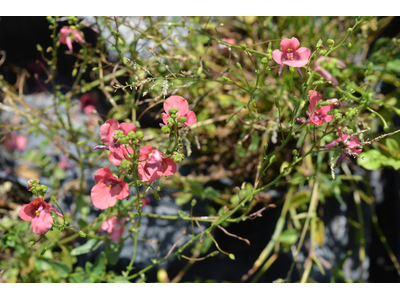 Diascia cordata