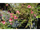 Diascia cordata Ruby Field