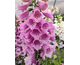 Digitalis purpurea Foxybee Pink