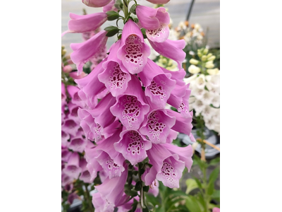 Digitalis purpurea