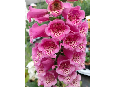 Digitalis purpurea