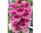 Digitalis purpurea Foxybee Red
