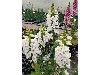 Digitalis purpurea