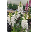 Digitalis purpurea Foxybee White