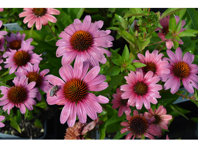 Echinacea