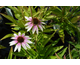 Echinacea