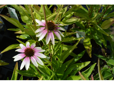 Echinacea