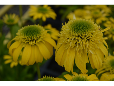 Echinacea purpurea