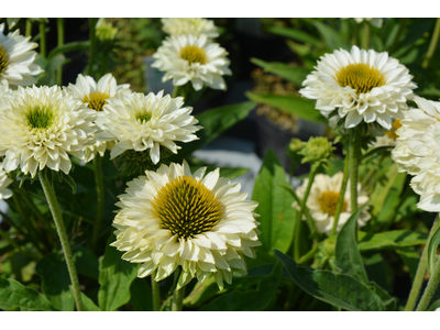 Echinacea purpurea