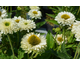 Echinacea purpurea Sunseeker White ®