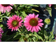 Echinacea purpurea Sunseekers Sweet Fuchsia