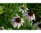 Echinacea purpurea