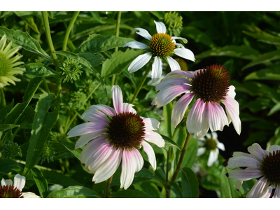 Echinacea purpurea
