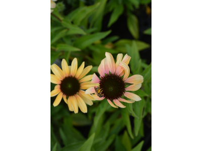 Echinacea purpurea