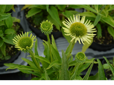 Echinacea purpurea