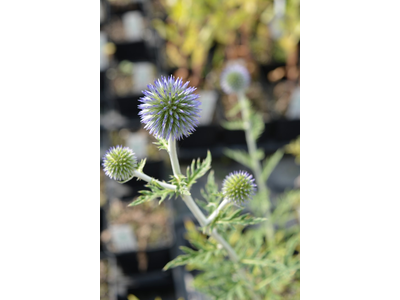 Echinops ritro ssp. ruthenicus