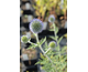 Echinops ritro ssp. ruthenicus Platinum Blue