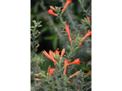 Epilobium canum