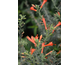 Epilobium canum None