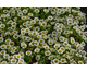 Erigeron glaucus Beachboys White