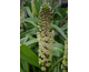 Eucomis comosa