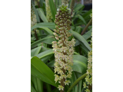 Eucomis comosa