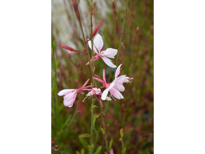 Gaura