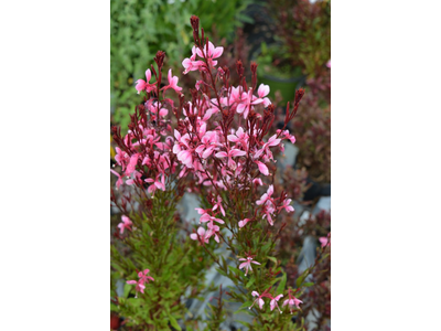 Gaura lindheimeri