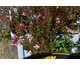 Gaura lindheimeri