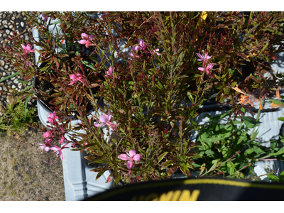 Gaura lindheimeri
