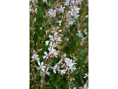 Gaura lindheimeri