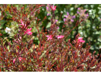 Gaura lindheimeri