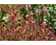 Gaura lindheimeri