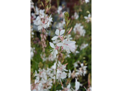 Gaura lindheimeri