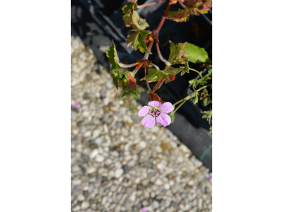 Geranium