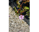 Geranium Bloom Time