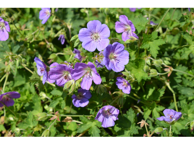 Geranium