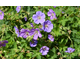 Geranium