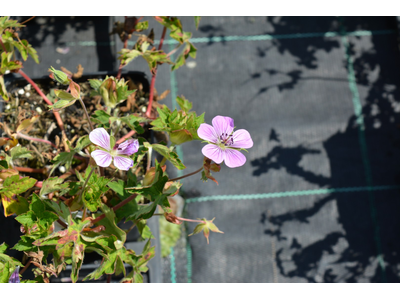 Geranium