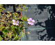 Geranium Sweet Heidy ®