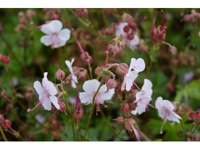 Geranium cantabrigense