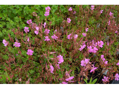 Geranium cantabrigiense