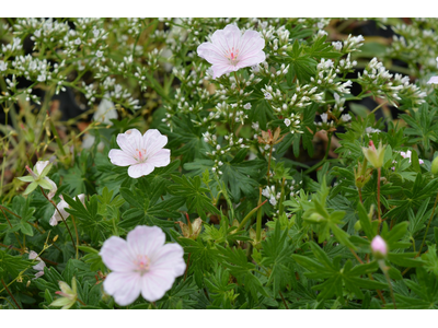 Geranium sanguineum