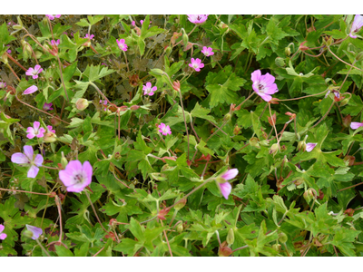 Geranium wallichianum