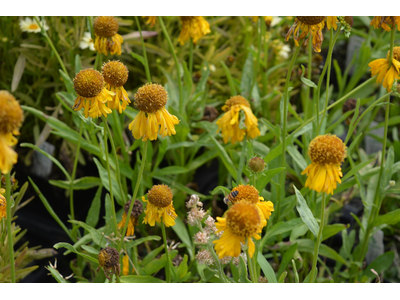 Helenium