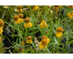 Helenium