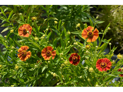 Helenium