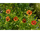 Helenium