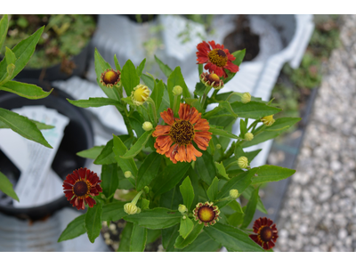 Helenium autumnale